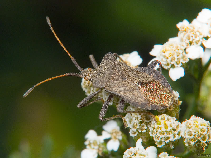 Coreus marginatus (Linnaeus, 1758)